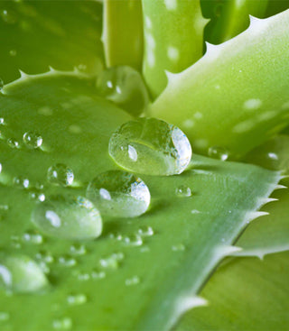 Holika Holika Aloe Clean Water Formula 92% Shower Gel